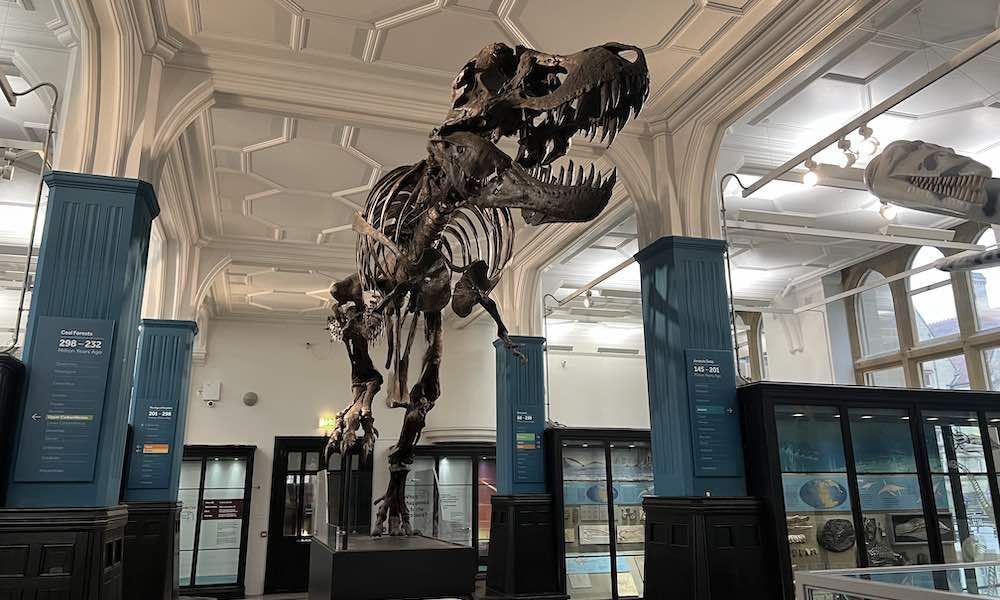 Manchester Museum Dinosaur for Families