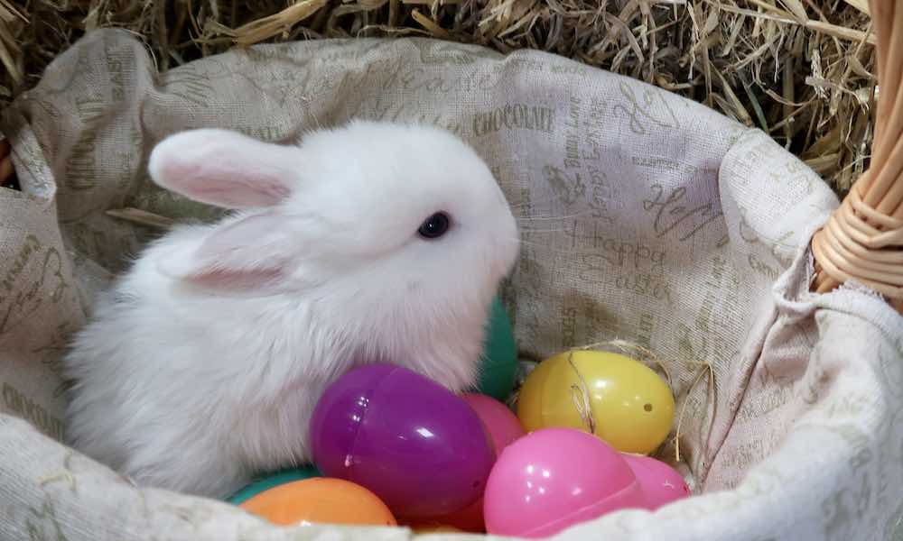 bunny in a basket Easter Whats On Tameside