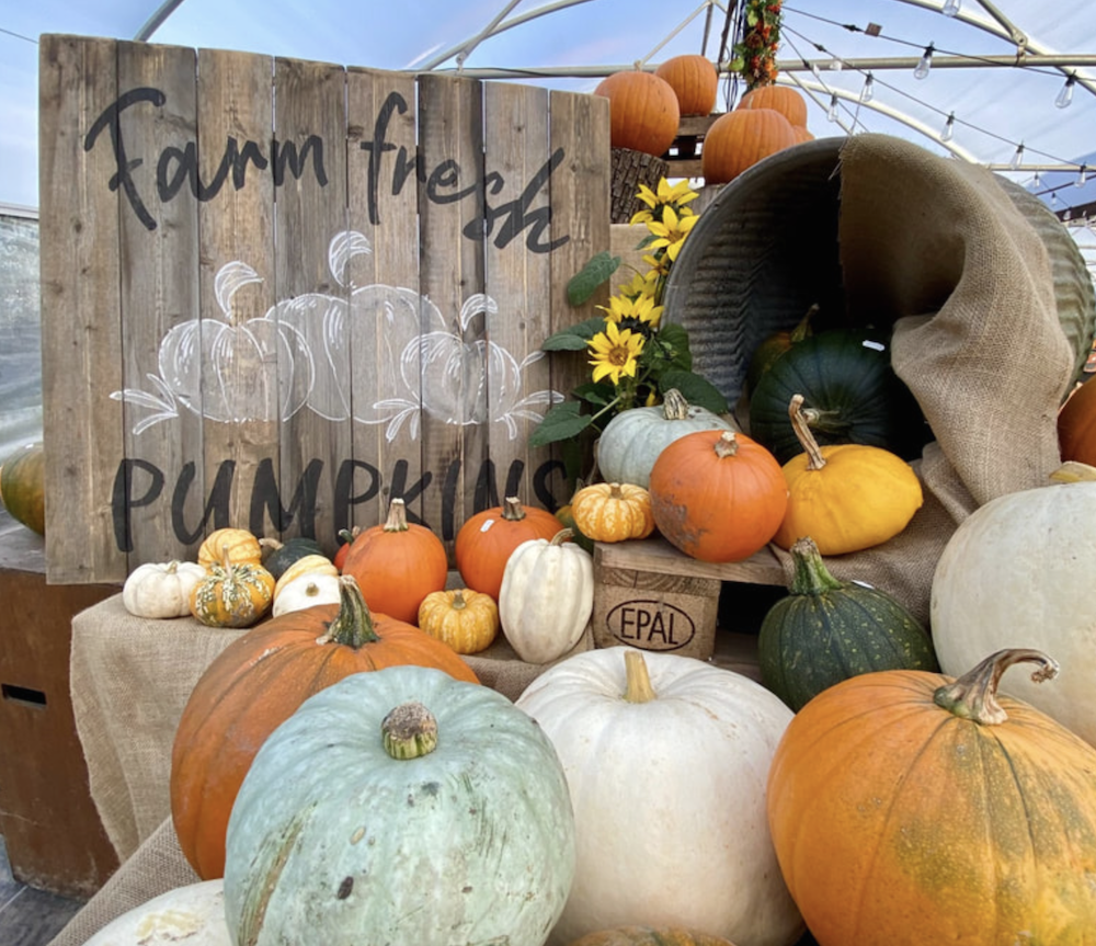 Pumpkin Display Kenyon Hall Farm Pumpkin Patch Tickets