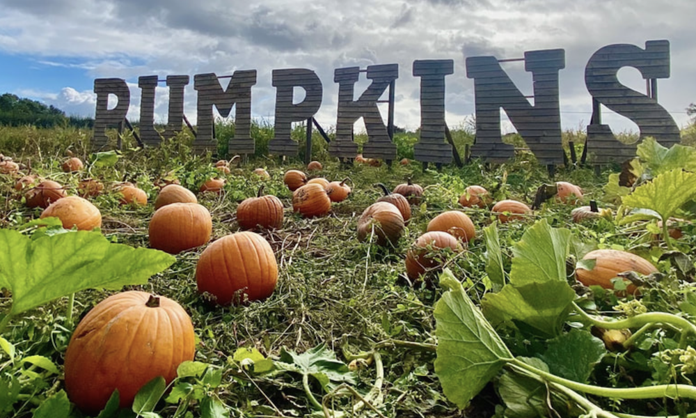 Kenyon Hall Farm Pumpkin Picking sign and pumpkins