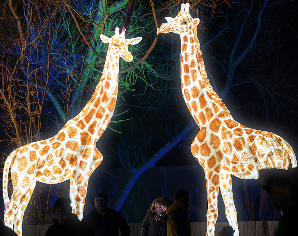 Knowsley Safari Christmas Light Trail