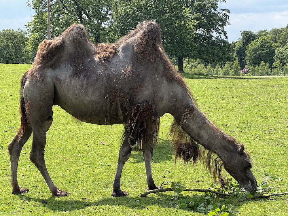 Knowsley Safari Park Car safari Camel