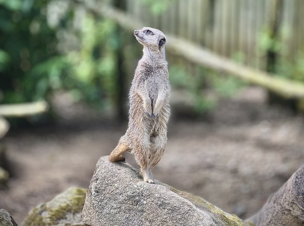 Knowsley Safari Park Meerkat