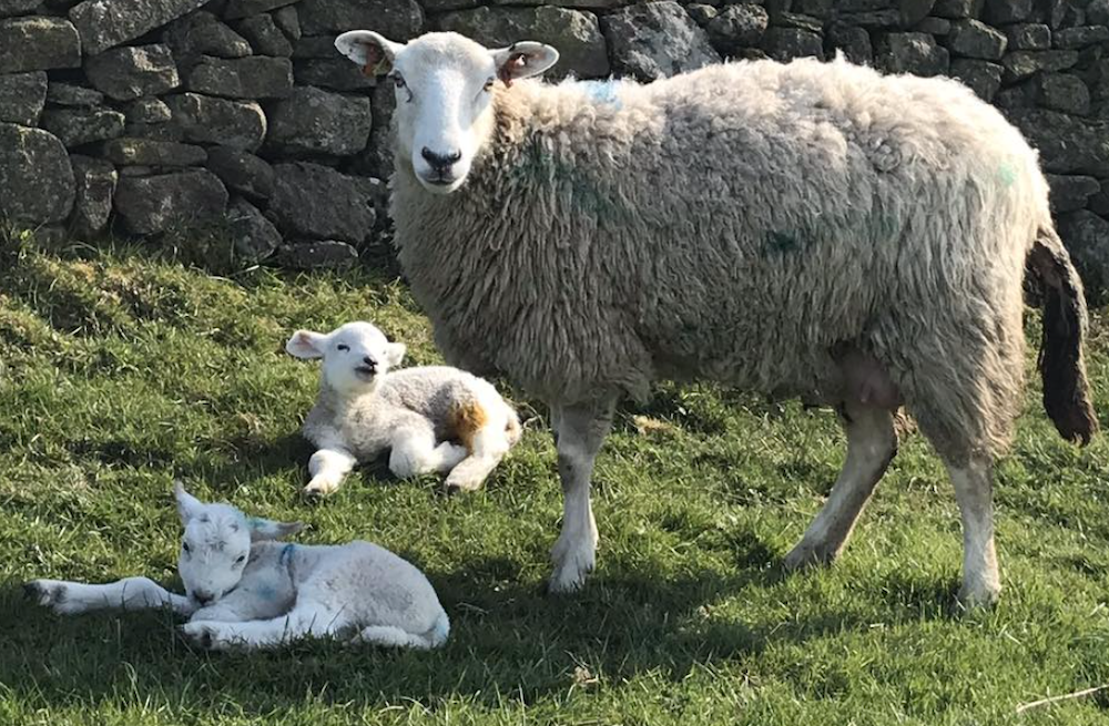 Lambing Blaze Farm Macclesfield