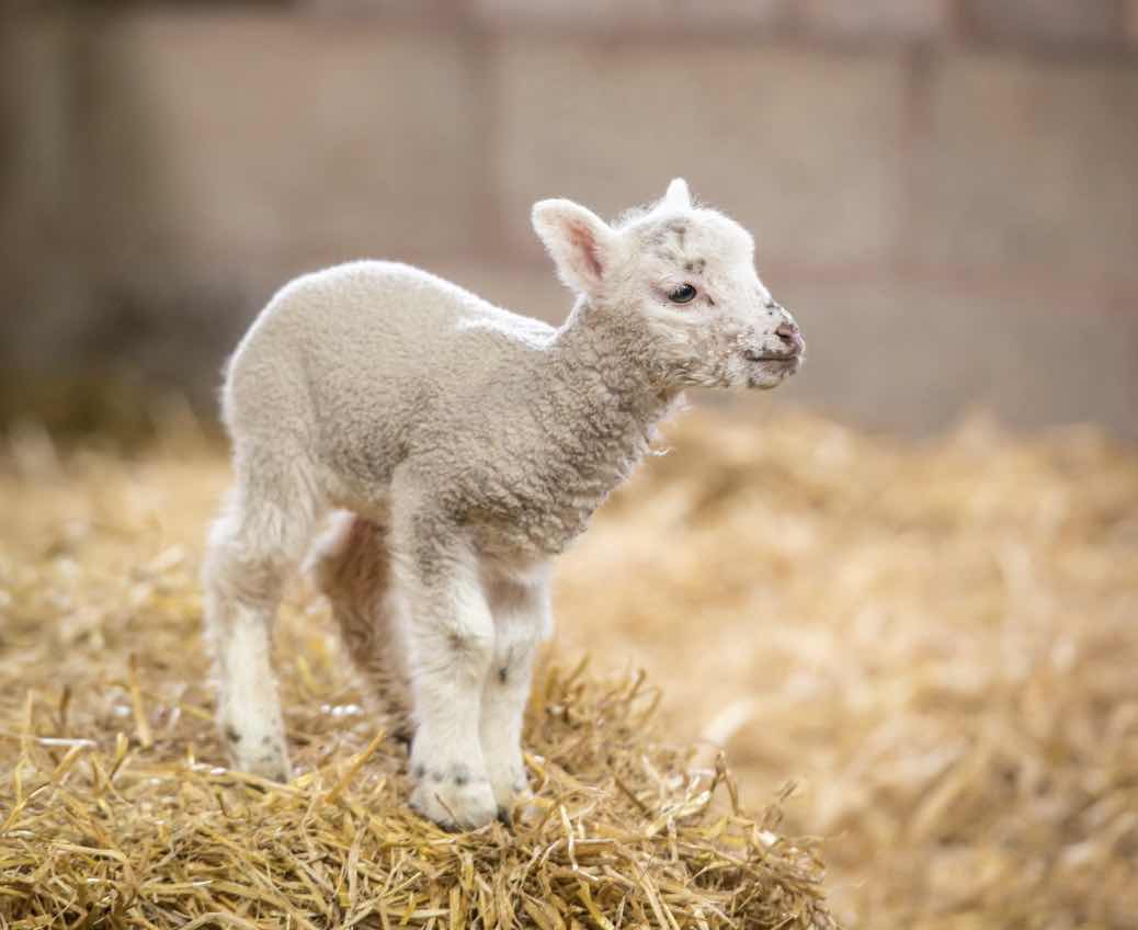 Lambing Week at Tatton Park - Credit Tatton Park