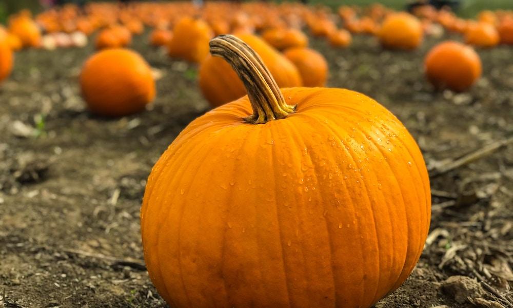 Pumpkin farms Manchester