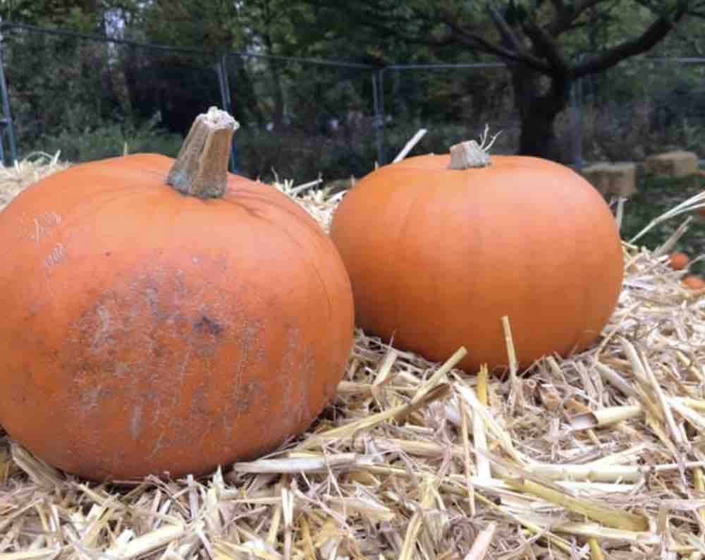 Pumpkins Haigh Woodland Park 