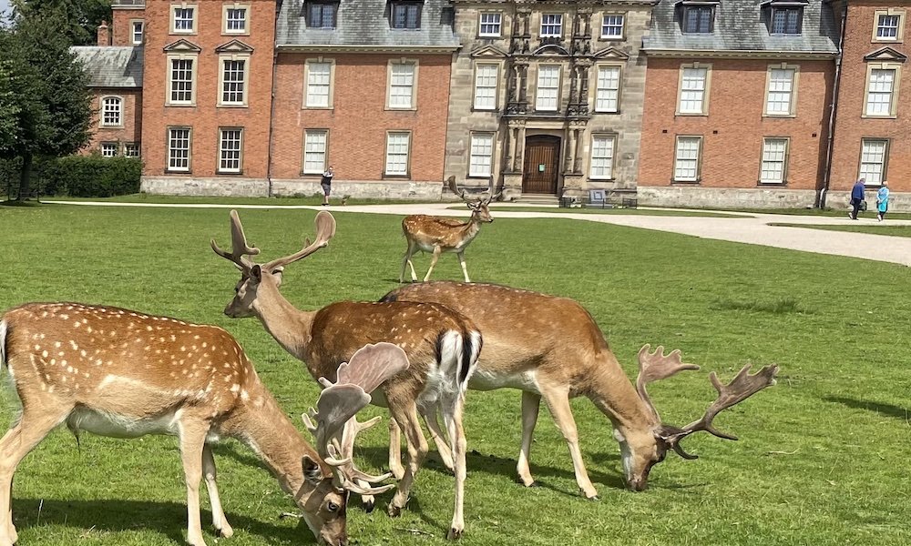 Fallow Deer at Dunham Massey National Trust Property around Manchester