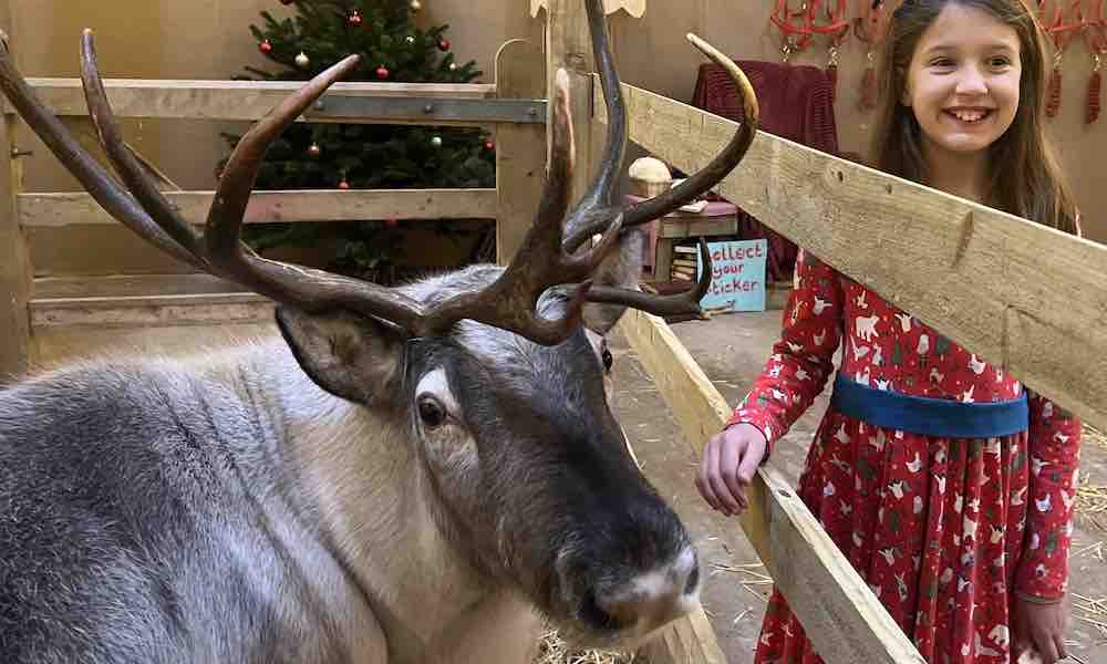 Child with a reindeer at cockfields farm