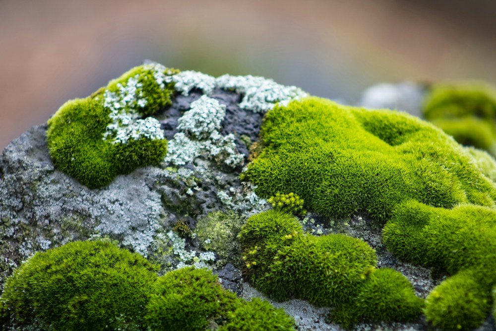 Moss Workshop Dane Bank