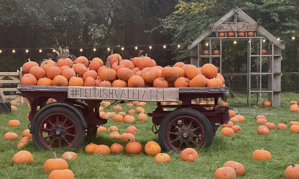 Halloween Pumpkin Festival at Reddish Vale Farm