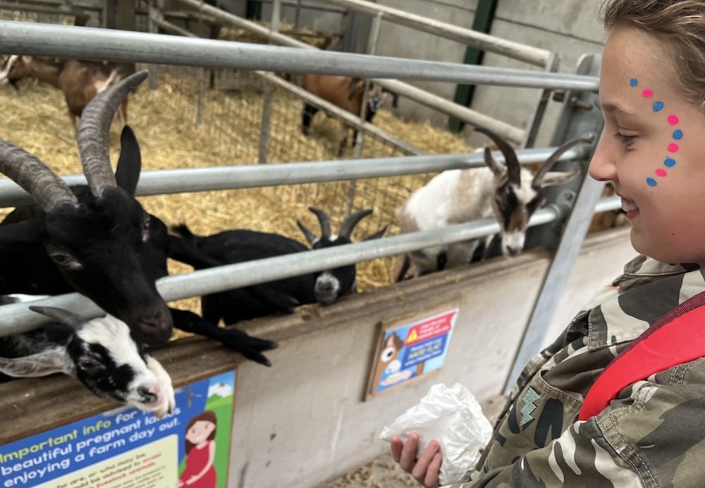 Child feeding goats Review of Cockfields Farmlife Festival and Top Tips feeding animals