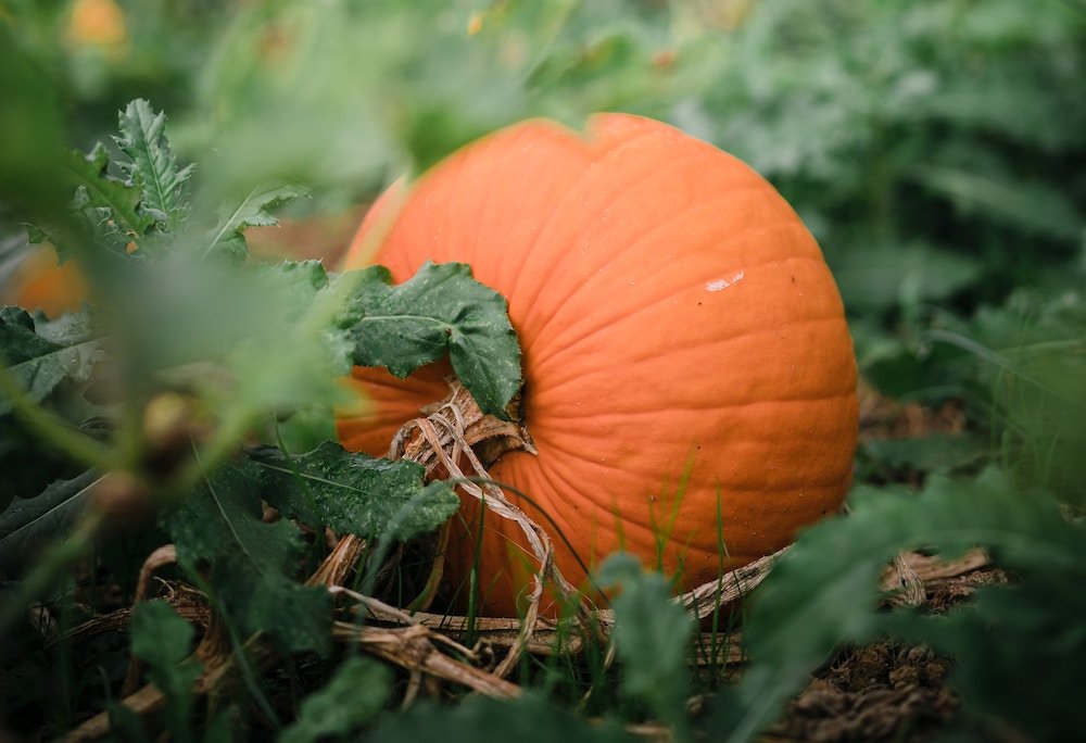 Pumpkin at the Secret pumpkin patch at seven sisters ice-cream farm