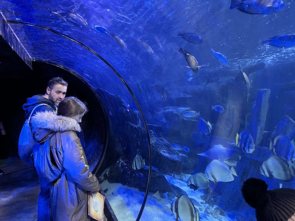 Shark Tunnel SEALIFE Alton Towers