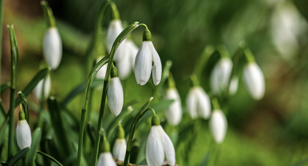 snow drop flowers at the Snow Queen Family Trail, Ness Botanic Gardens&nbsp;