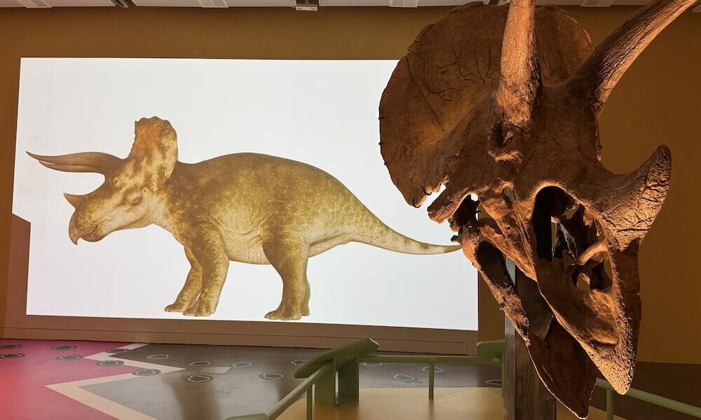 Triceratops Eat Roam and Sleep Manchester Museum