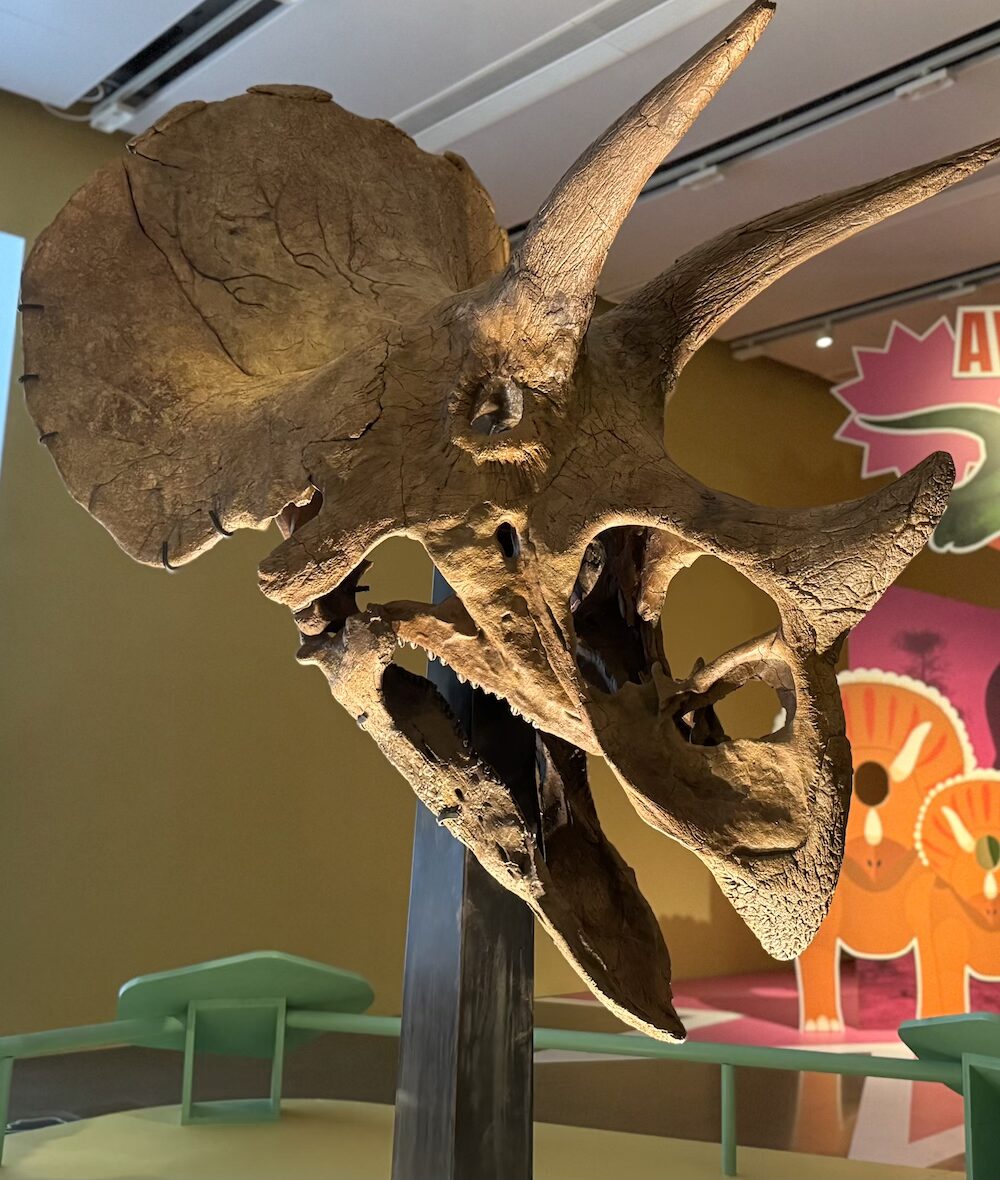 Triceratops Eat Roam and Sleep Manchester Museum skull